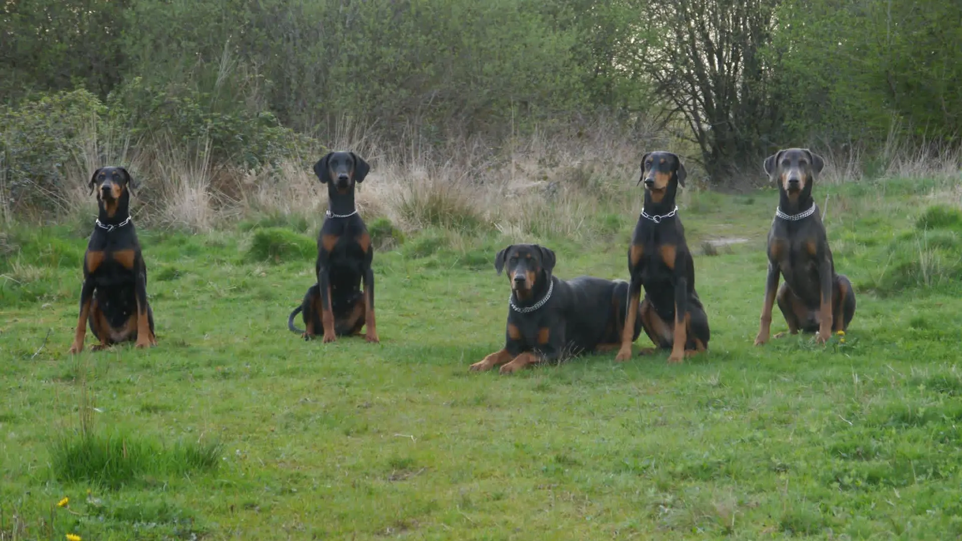 Five Dobermanns sitting in formation during group obedience training in Swansea