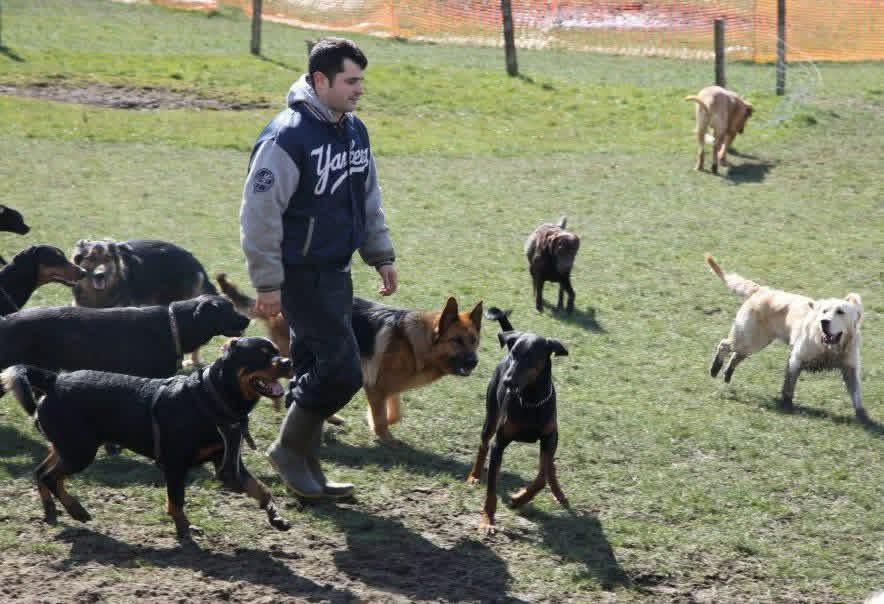 Colin Jones, the Welsh Dog Whisperer, running a socialising class in Swansea