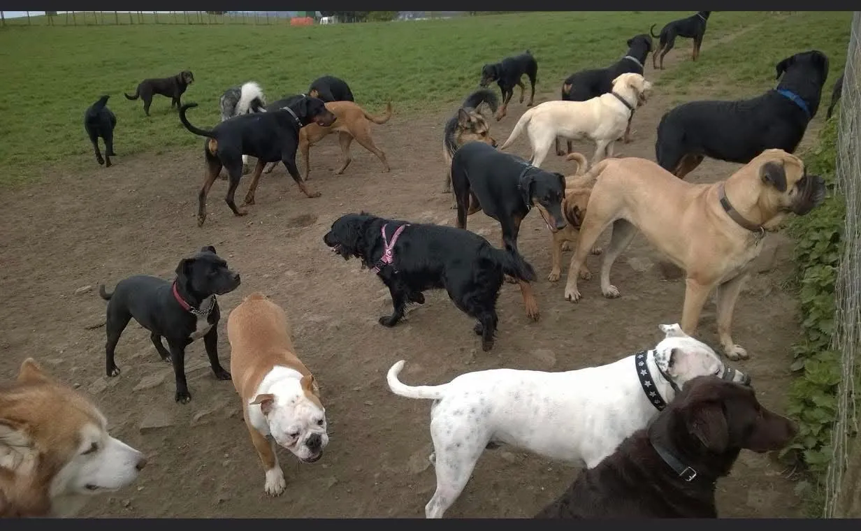 Large group of dogs gathered in a socialising class at the top of Kilvey Hill
