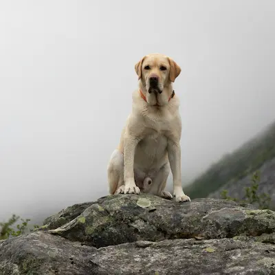 Calm, confident labrador who was able to recover after trauma thanks to dog behaviour work in South Wales
