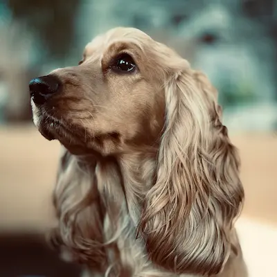 Happy cocker spaniel dog training review in Swansea