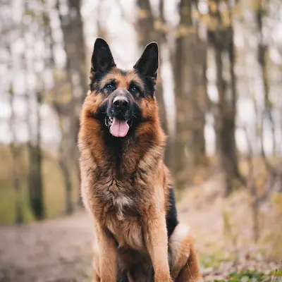 A German Shepherd, Shadow, that benefitted from socialising classes in the Port Talbot Dog Training Centre
