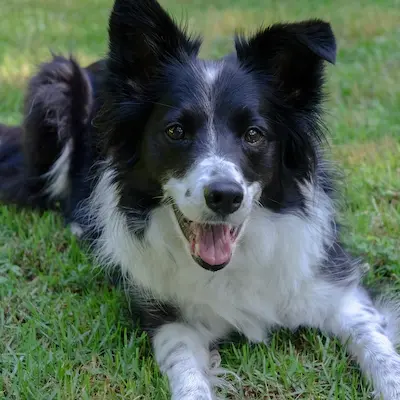 Happy border collie after attending classes every Friday