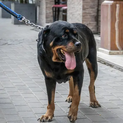 Happy Rottweiler after behaviour consultations in South Wales